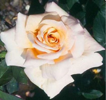 Penny Lane rose