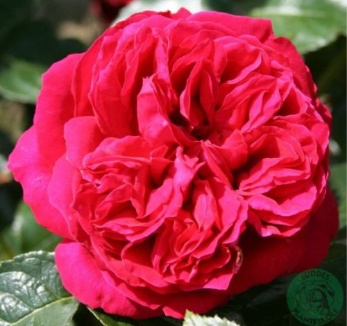 Red Willestrup rose, rød nostalgisk klatrerose med tætfyldte blomster