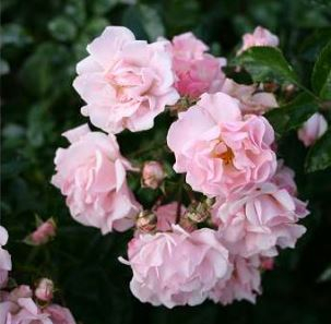Rosenholm rose