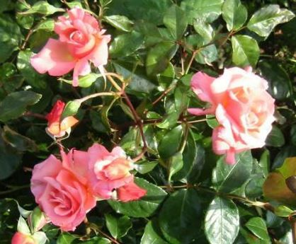 Rosenresli rose, rødrosa duftende klatrerose med fyldte blomster