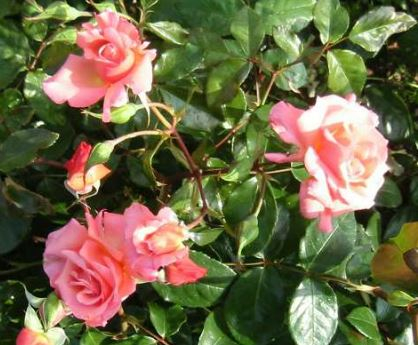 Rosenresli rose