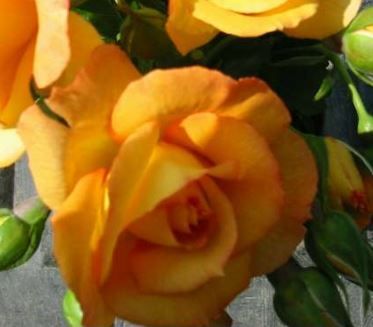 Sahara rose, gyldengul og rød tofarvet klatrerose med fyldte blomster