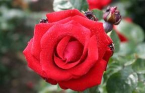 Santana rose, mørkerød klassisk klatrerose med halvfyldte blomster