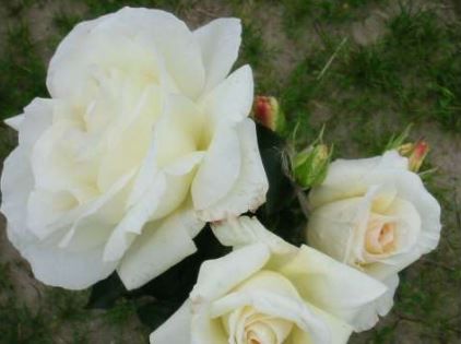 Schneewalzer rose, hvid næsten tornfri klatrerose med store fyldte blomster