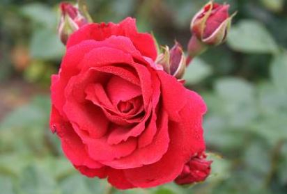 Sympathie rose