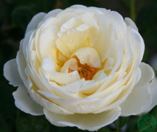 Uetersener Klosterrose, cremehvid duftende klatrerose med fyldte blomster