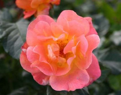 Westerland rose, orangegul duftende klatre- og buskrose med halvfyldte blomster