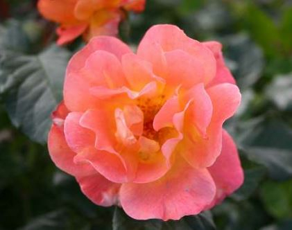 Westerland rose