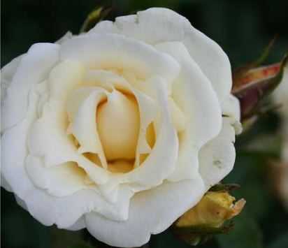 White Nights rose, cremefarvet klatrerose med fyldte blomster