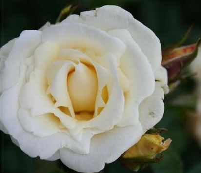 White Nights rose