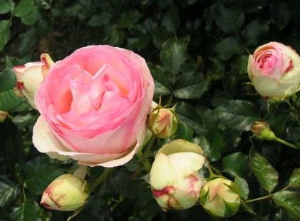 Willestrup rose