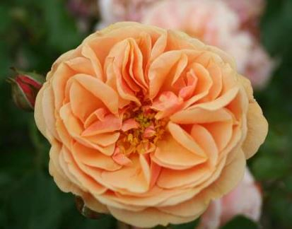 Zumba rose