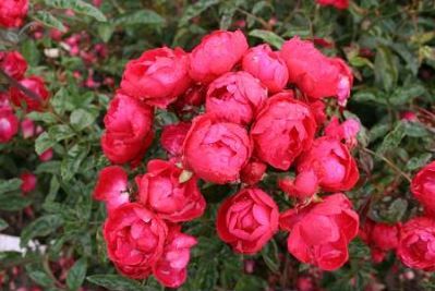 Morsdag bunddaekkerose i rød, lav og bredtvoksende med mange blomster