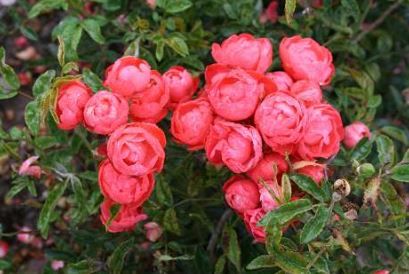 Orange Morsdag bunddaekkerose i orange, lav og bredtvoksende med mange blomster