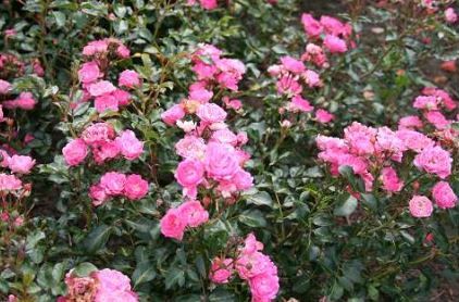 Pink Fairy bunddaekkerose i mørk rosa, lav og bredtvoksende med mange blomster