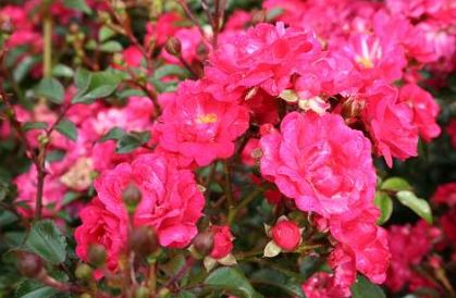 Red Fairy rose