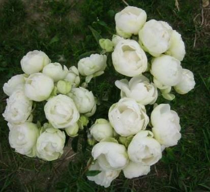 Snövit bunddaekkerose i hvid, lav og bredtvoksende med mange blomster