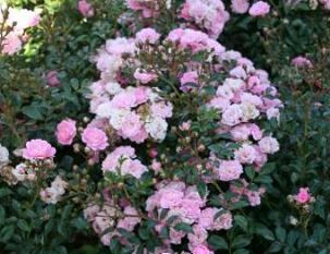 The Fairy bunddaekkerose i lysrosa, lav og bredtvoksende med mange blomster