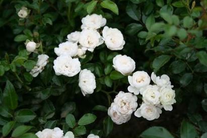 White Fairy bunddaekkerose i hvid, lav og bredtvoksende med mange blomster