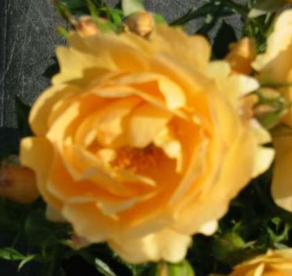 Amber Cover bunddaekkerose i ravfarvet, lav og bredtvoksende med mange blomster