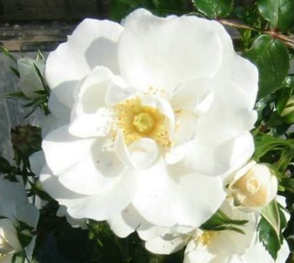 Diamond Border bunddaekkerose i hvid, lav og bredtvoksende med mange blomster