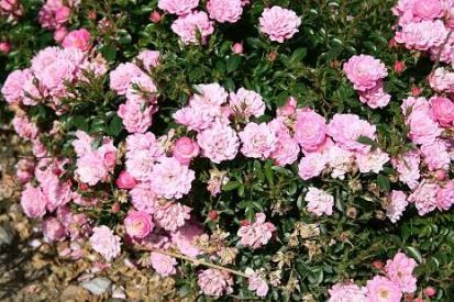 Easy Cover bunddaekkerose i pink, lav og bredtvoksende med mange blomster