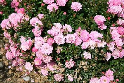 Easy Cover rose