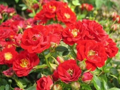 Peter Pan rose
