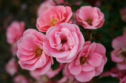 Sweet Cover rose