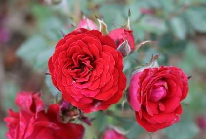 Velvet Cover rose