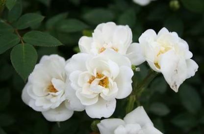 White Cover bunddaekkerose i hvid, lav og bredtvoksende med mange blomster