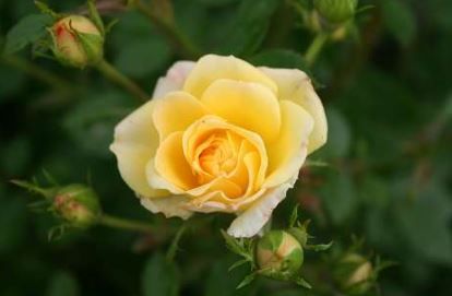Yellow Fairy bunddaekkerose i lys gul, lav og bredtvoksende med mange blomster
