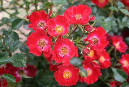 Bassino bunddaekkerose i lysende rød, lav og bredtvoksende med mange blomster