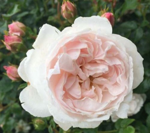 Genforeningsrosen 1920-2020 bunddaekkerose i sart rosa, lav og bredtvoksende med mange blomster