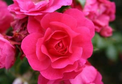 Heidetraum bunddaekkerose i mørk rosa, lav og bredtvoksende med mange blomster