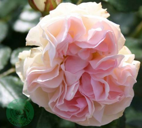 Komtessen af Rosenborg rose