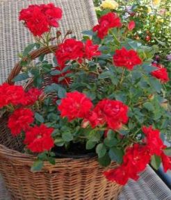 Lady in Red bunddaekkerose i rød, lav og bredtvoksende med mange blomster