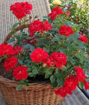 Lady in Red bunddaekkerose i rød, lav og bredtvoksende med mange blomster