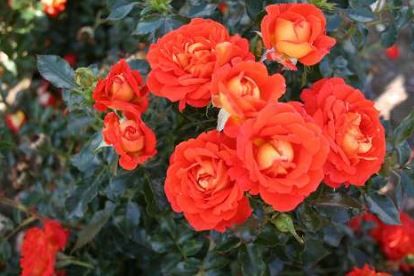 Svend Gønge bunddaekkerose i orange, lav og bredtvoksende med mange blomster
