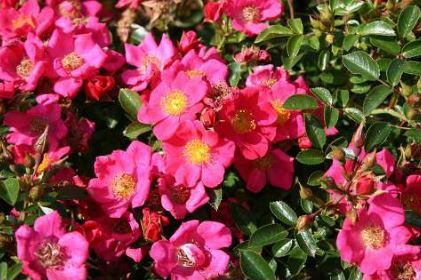 Tommelise bunddaekkerose i karminrød, lav og bredtvoksende med mange blomster