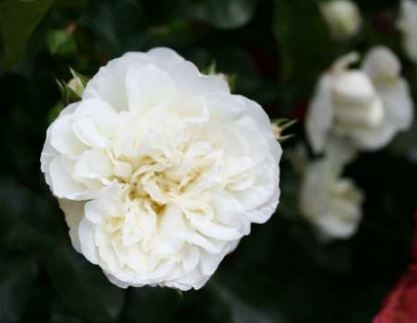 White Meidiland bunddaekkerose i hvid, lav og bredtvoksende med mange blomster