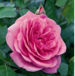 Gertrude Jekyll engelsk rose i lyserød, sund og hårdfør med mange blomster