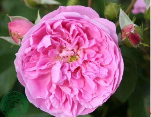 Harlow Carr engelsk rose i lyserød, sund og hårdfør med mange blomster