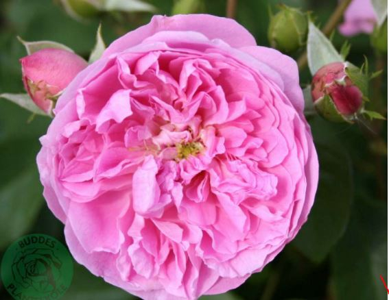 Harlow Carr rose