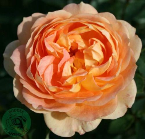 Lady of Shalott engelsk rose i laks, sund og hårdfør med mange blomster