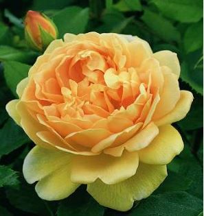 Golden Celebration engelsk rose i gul og rød, sund og hårdfør med mange blomster