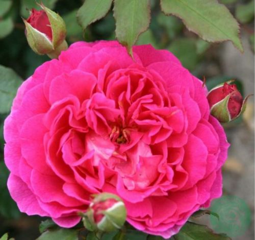 Gabriel Oak engelsk rose i lyserød, sund og hårdfør med mange blomster