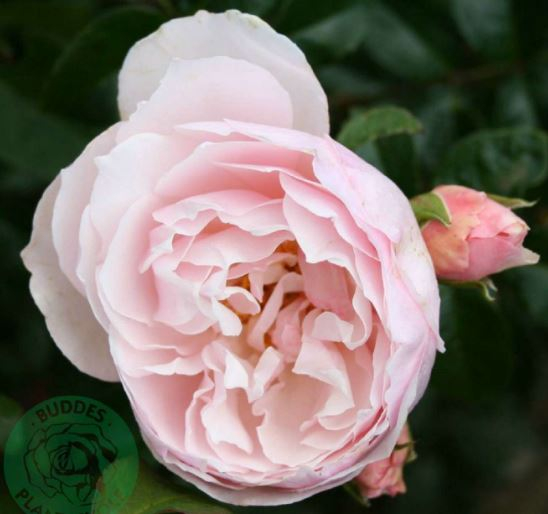 Strawberry Hill rose