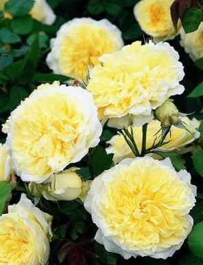 The Pilgrim rose