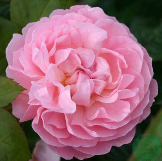 The Generous Gardener rose